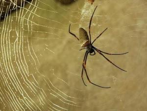 红蜘蛛在线观看,在线观看，揭秘网络世界的暗黑面  第3张