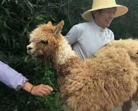 爆料美国羊驼视频播放,揭秘美国羊驼视频背后的故事 第2张 爆料美国羊驼视频播放,揭秘美国羊驼视频背后的故事 第2张