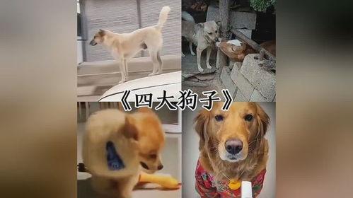 早期狗子爆料视频播放 第3张 早期狗子爆料视频播放 第3张